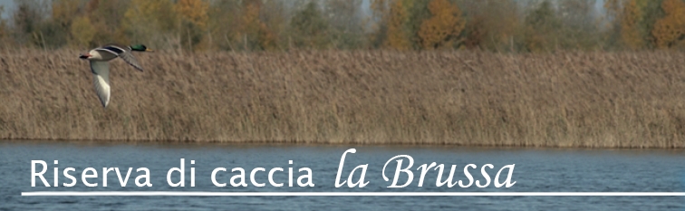 ww.cacciainbrussa.it